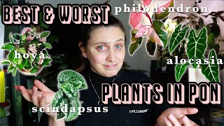 BEST houseplants in semihydro?  ...and the WORST