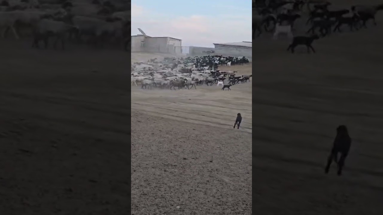 Back to Her Embrace: A Reunion Among Woolly Little Ones