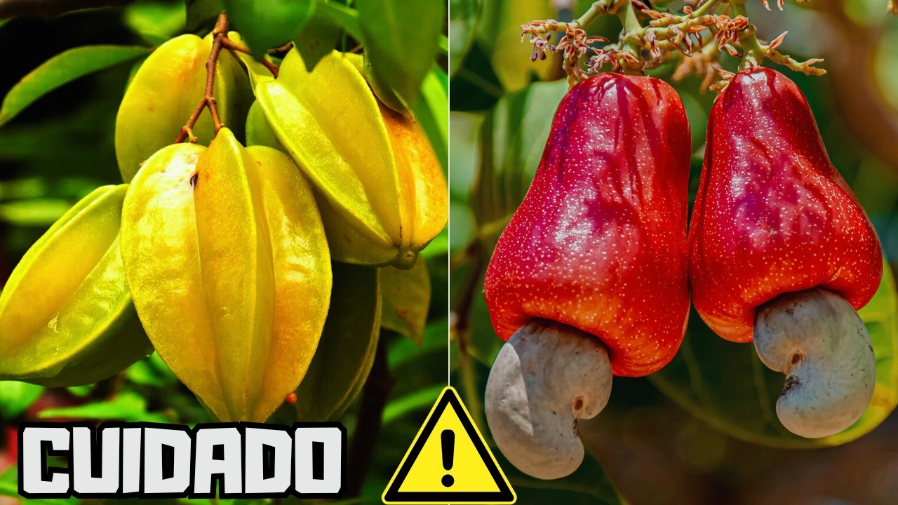 20 FRUTAS Mais Perigosas do Mundo Que Você Precisa Conhecer Agora!