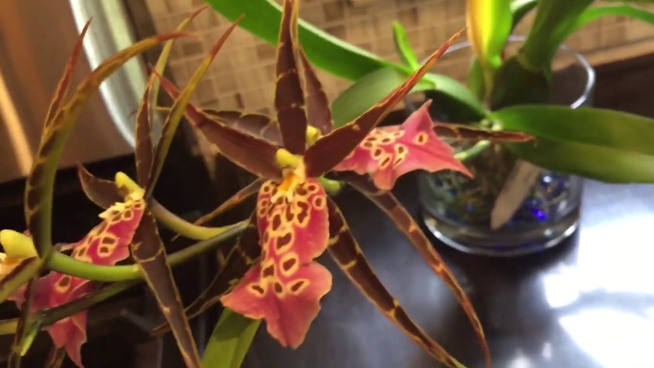 New orchid updates 