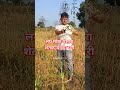 शेतकरी#शेती#shetkari #farming#shorts#farmer #marathi#dialogue#yt #shortviral#vairal#video