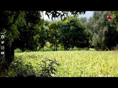 وادي الاخمور بتعز ارض خصبة وطبيعة جميلة