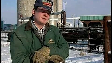 Cattle Handling  part 1