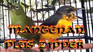 Masteran pleci isian mantenan sambung zipper, cepat masuk jamin juara