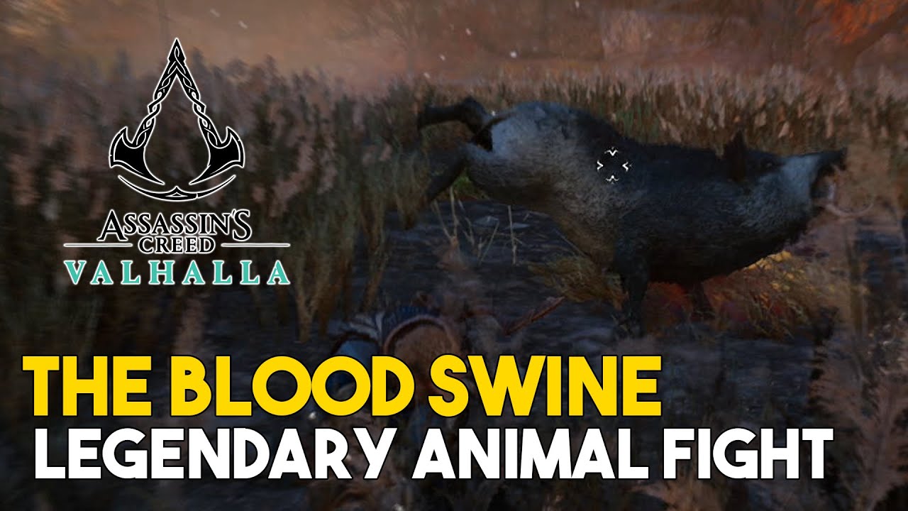 Assassins Creed Valhalla The Blood Swine Legendary Animal Fight