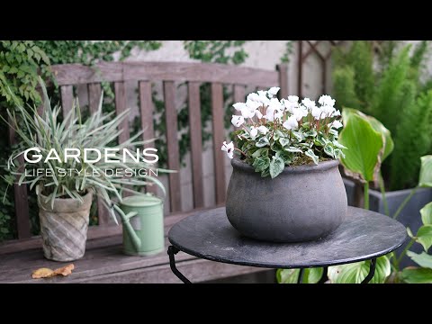 庭で育てた植物でおしゃれなホリデーカクテルを簡単に作る方法