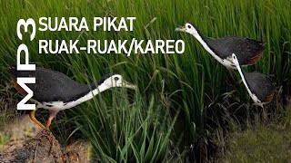 Download Lagu Mp3 suara PIKAT RUAK RUAK JERNIH KAWANNYA LANGSUNG datang semua MP3 Download Lagu Mp3 suara PIKAT RUAK RUAK JERNIH KAWANNYA LANGSUNG datang semua MP3