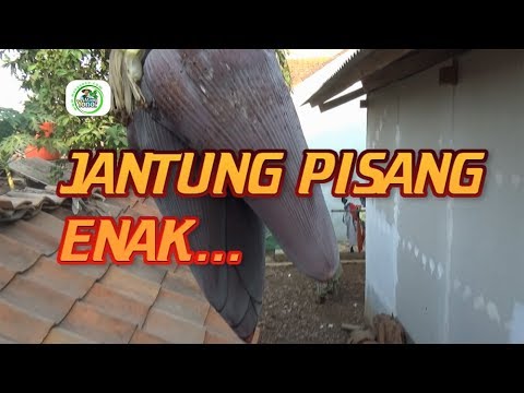 Jenis Jantung Pisang Yang Tidak Pahit