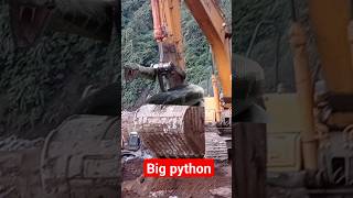 python/big snake/short/shorts #viralvideo Net Worth