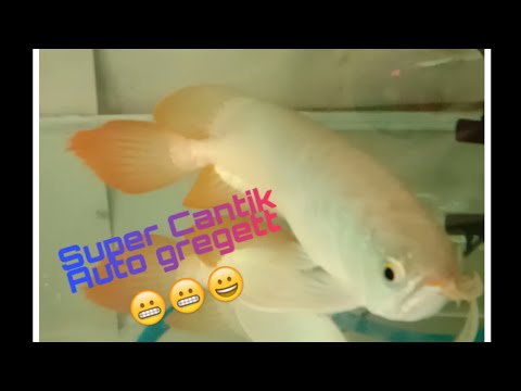 Super red Arwana ekor MERAH yg cantik - YouTube