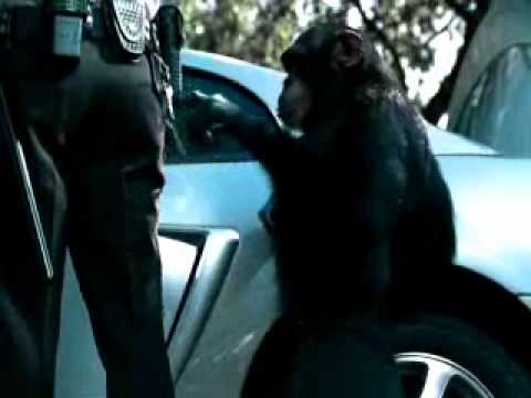 Trunk Monkey Commercial >> Trunk Monkeys best commercial ever - YouTube Trunk Monkey Commercial >> Trunk Monkeys best commercial ever - YouTube