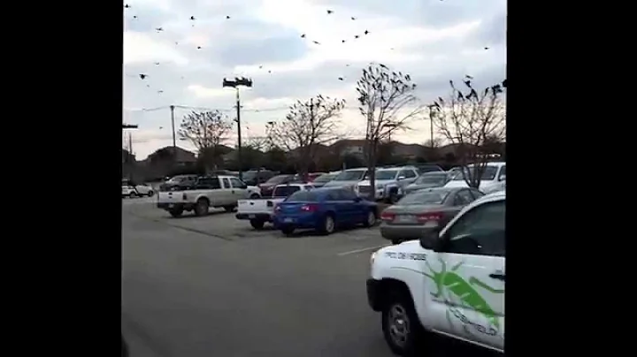There must be hundreds if not thousands of birds i...