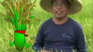 Proper Nutrition for Rice Crops