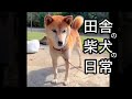 柴犬コロ 田舎暮らしの柴犬の日常🐕😊 #柴犬コロ #可愛い #柴犬 #shibainu #dog