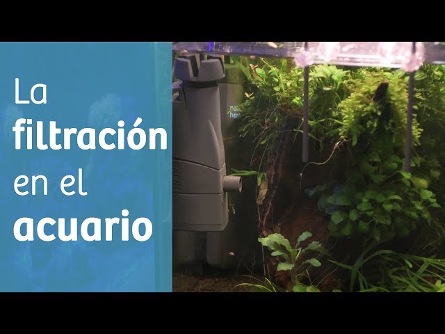 La importancia de un buen filtro para acuario - Grupo Yagu