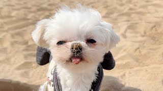 Maltese's First Time at the Beach🐳