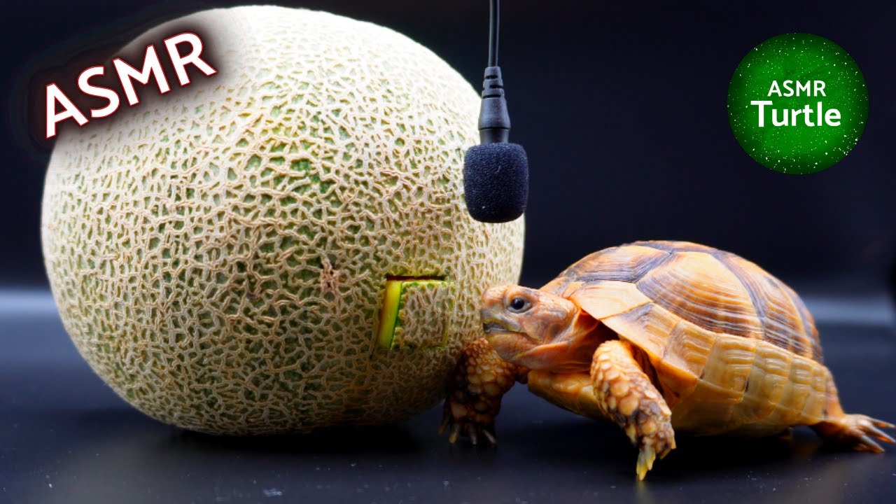 Turtle Tortoise Eating Melon ASMR Mukbang🐢🍈 YouTube