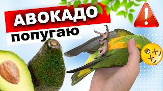 Можно ли попугаю давать авокадо? 🦜 Токсичный авокадо для попугаев! Попугаи в природе едят авокадо