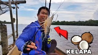Umpan Jitu Kelapa Bikin Udang Galah Mendekat