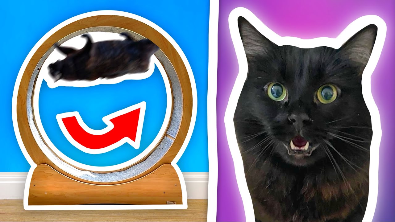 Testing WEIRD CAT Products — Half-Asleep Chris (video thumbnail)