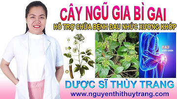 Cây ngũ gia bì có tác dụng gì? Có độc không?