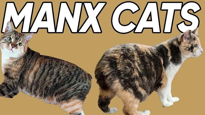 Video 249701: tabby cats calico, calico manx, cat facts