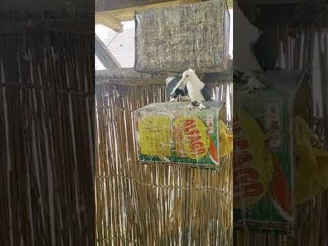 انواع الحمام كشك
