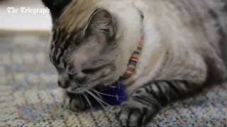 'Browser' the library cat faces eviction over health and safety concerns screenshot 4