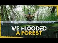 One year ago we flooded a forest  the results are insane