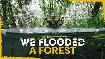 One year ago we flooded a forest - the results are insane