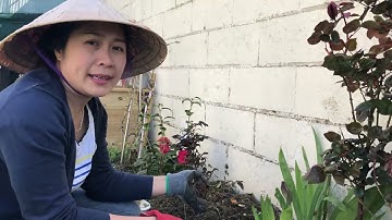 CÁCH LÀM PHÂN HỮU CƠ TỪ RÁC THẢI NHÀ BẾP RẤT TỐT CHO CÂY|HoangDung Paris|Cuộc Sống Pháp