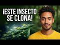 Sabías que existe un insecto que puede crear clone y El animal que NUNCA duerme.