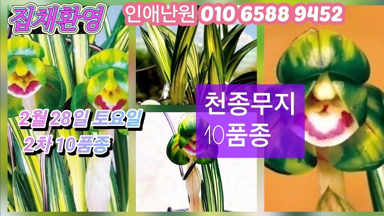 2월 28일 토/2차 천종무지 10품종 판매합니다