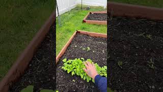Day 28 building a vegetable garden