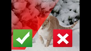 5 Ways to Keep Your Cat Active this Winter