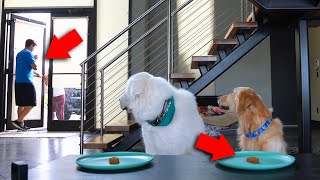 THE GOOD BOY CHALLENGE! (Will Dogs Steal the Food?)