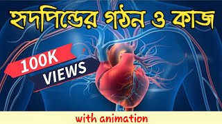 হৃৎপিন্ডের গঠন ও কাজ। Structure of human heart