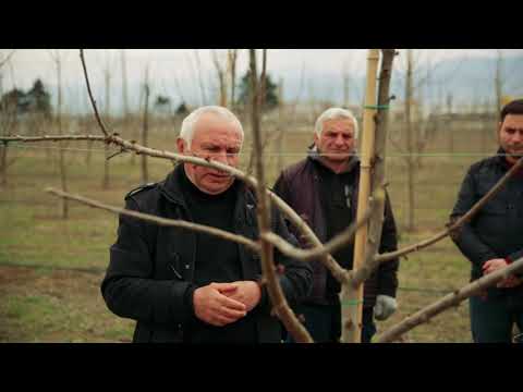 სადემონსტრაციო ნაკვეთი. ვაშლის და ბალის ხების გასხვლა. ქარელი.