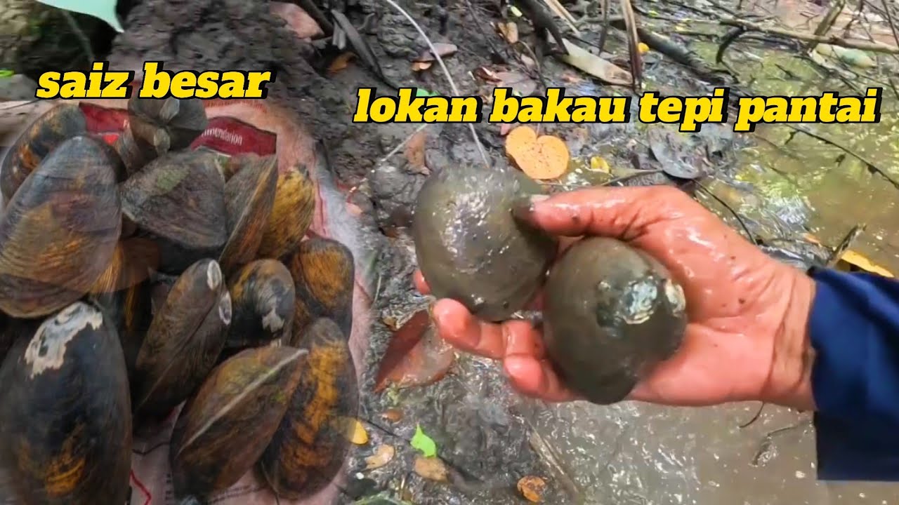 TAK TERTAHAN KENA SERANG‼️CARI LOKAN BAKAU TEPI PANTAI..