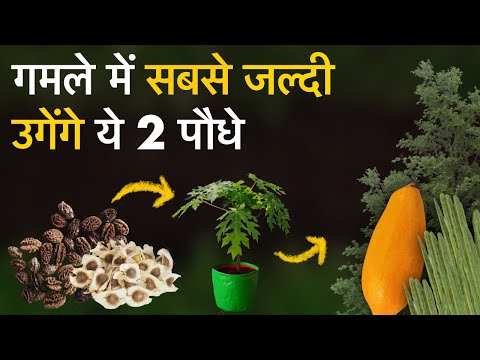 गमले में लगाते ही 2 महीने में पेड़ बन जाएँगे इस पौधे के बीज | Fastest Growing Plants at Home 🏡😱