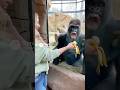 Gorilla Can’t Stop Laughing at Banana Magic #shorts