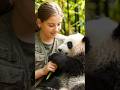 Cute panda 🐼 eating bamboo 🥦 #animals #shorts #Zenmotion Ai #youtube shorts