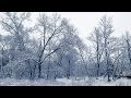Снегопад. Заснеженный парк возле Днепра. Заснеженный Днепр. Снегопад видео.
