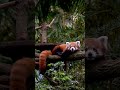 Red Panda #red #panda #nature #cute #scratch #jungle #red #tropical #branch #tree #wildlife HA04036