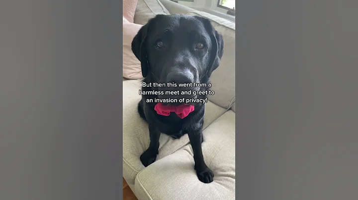A harmless zoom call went off the rails when King ...