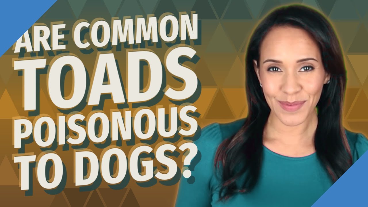 Are Common Toads Poisonous To Dogs?