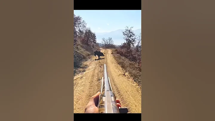 идеальный снимок головы дикого кабана#hunting#chase #challenge#wildboar#chasse