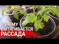 Почему вытягивается рассада