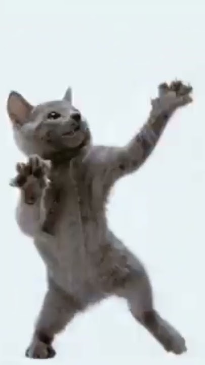 Зкс кот танцует