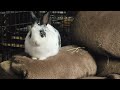 Unbun settling down for a nap